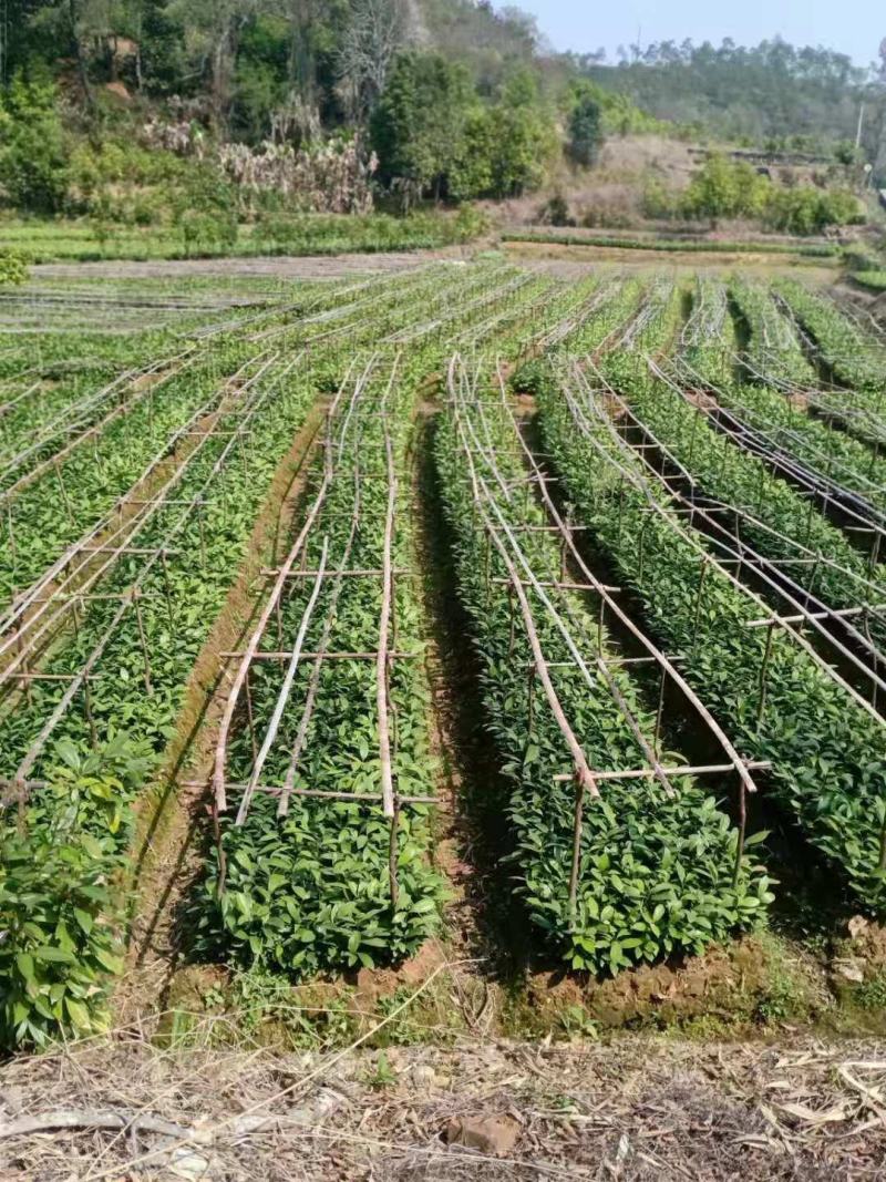 中国广东肇庆德庆玉桂苗