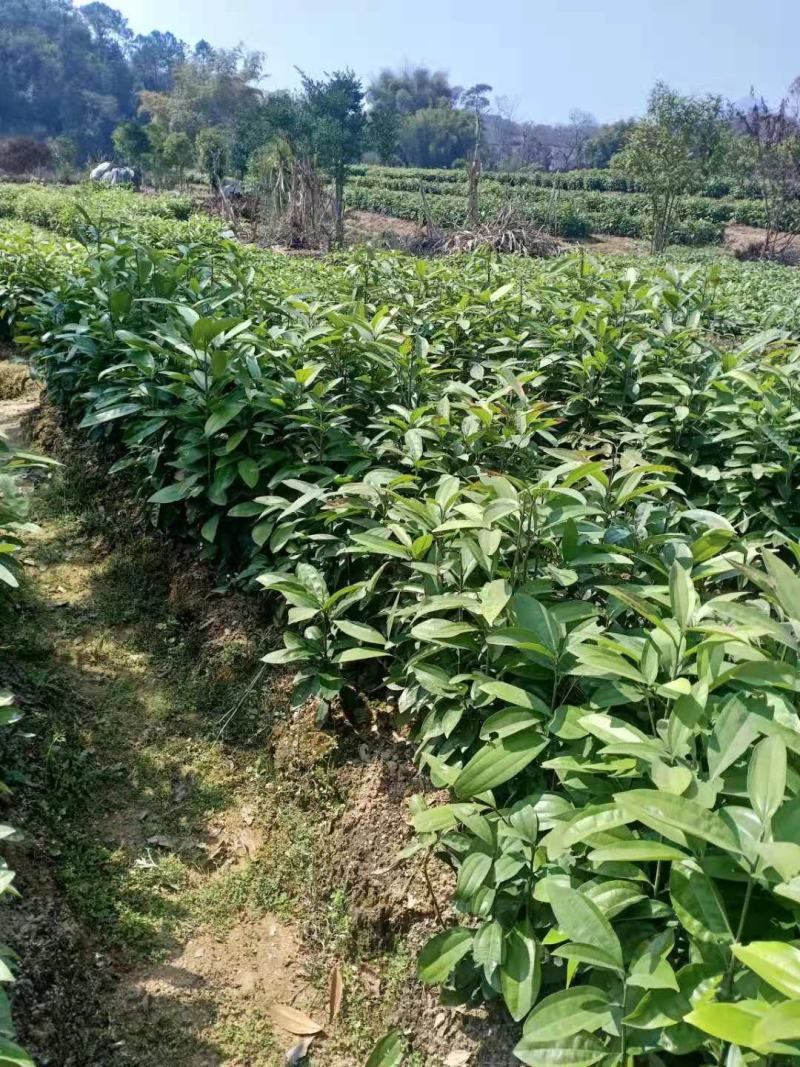 中国广东肇庆德庆玉桂苗
