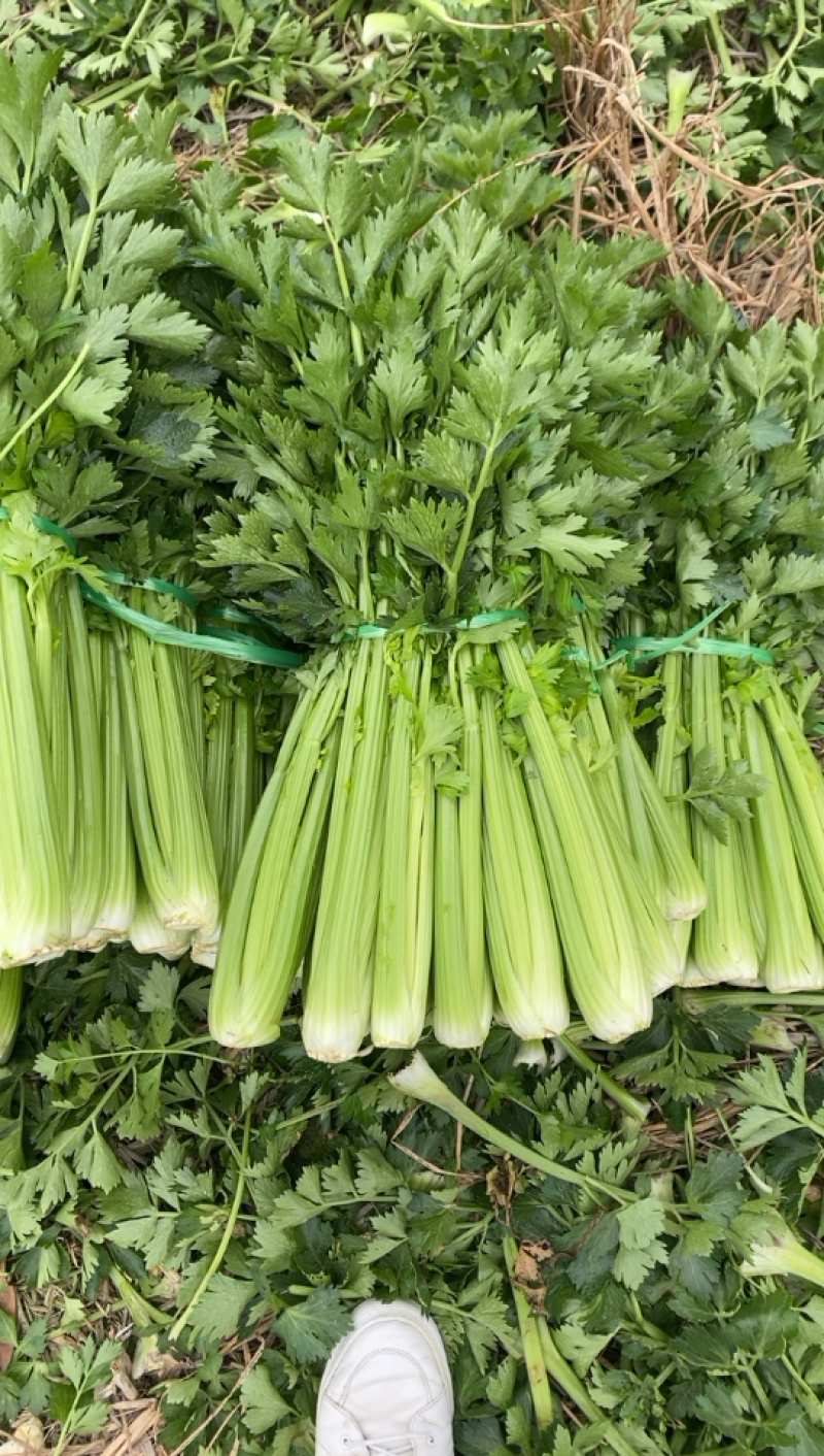嫩芹菜货好价格便宜的想象不到