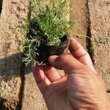 千叶蓍草,基地直销,蓍草,常年供应各种绿化苗木。