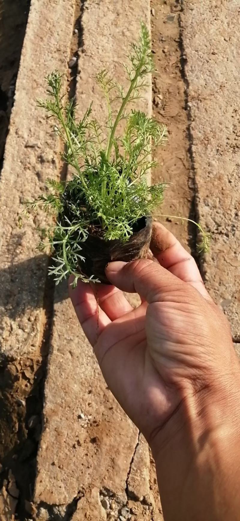 千叶蓍草，基地直销，蓍草，常年供应各种绿化苗木。