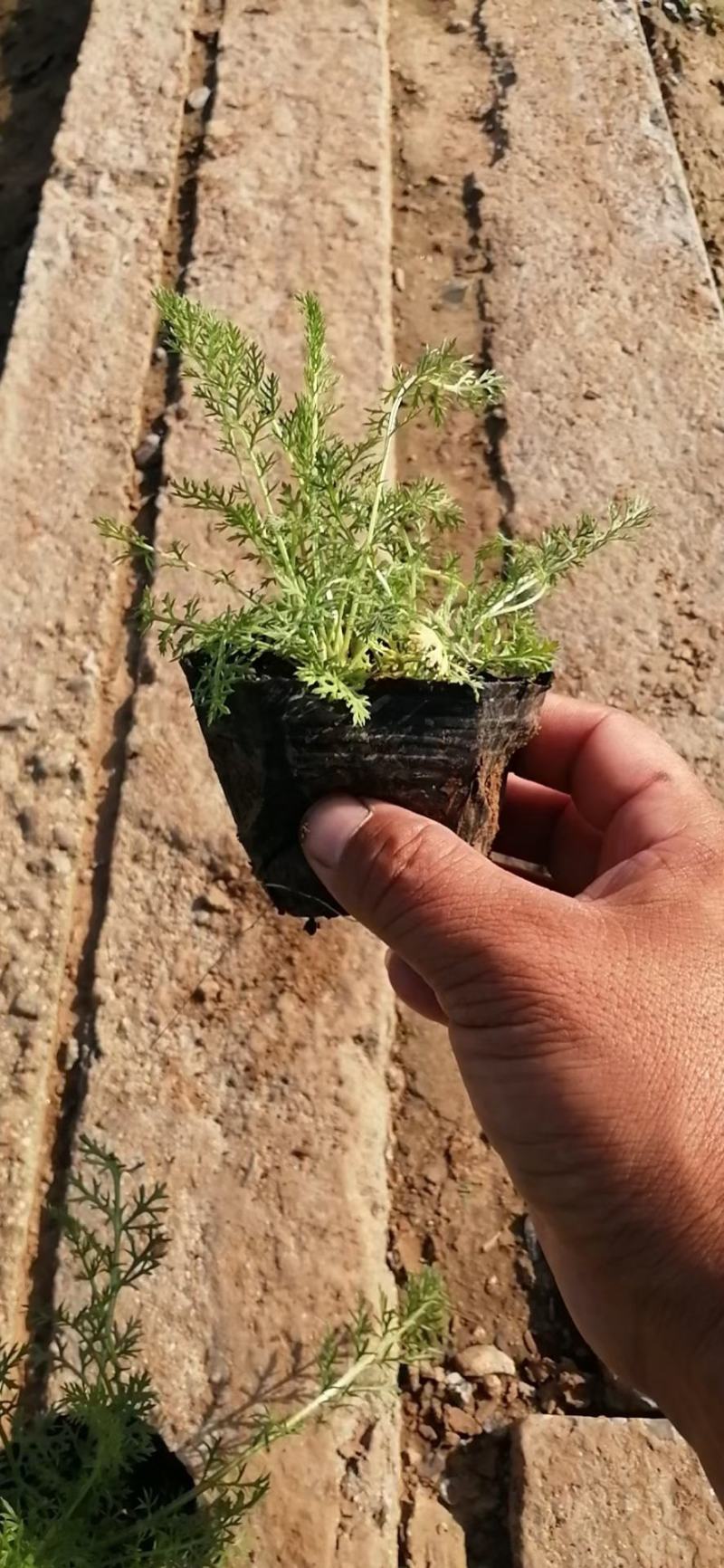 千叶蓍草，基地直销，蓍草，常年供应各种绿化苗木。