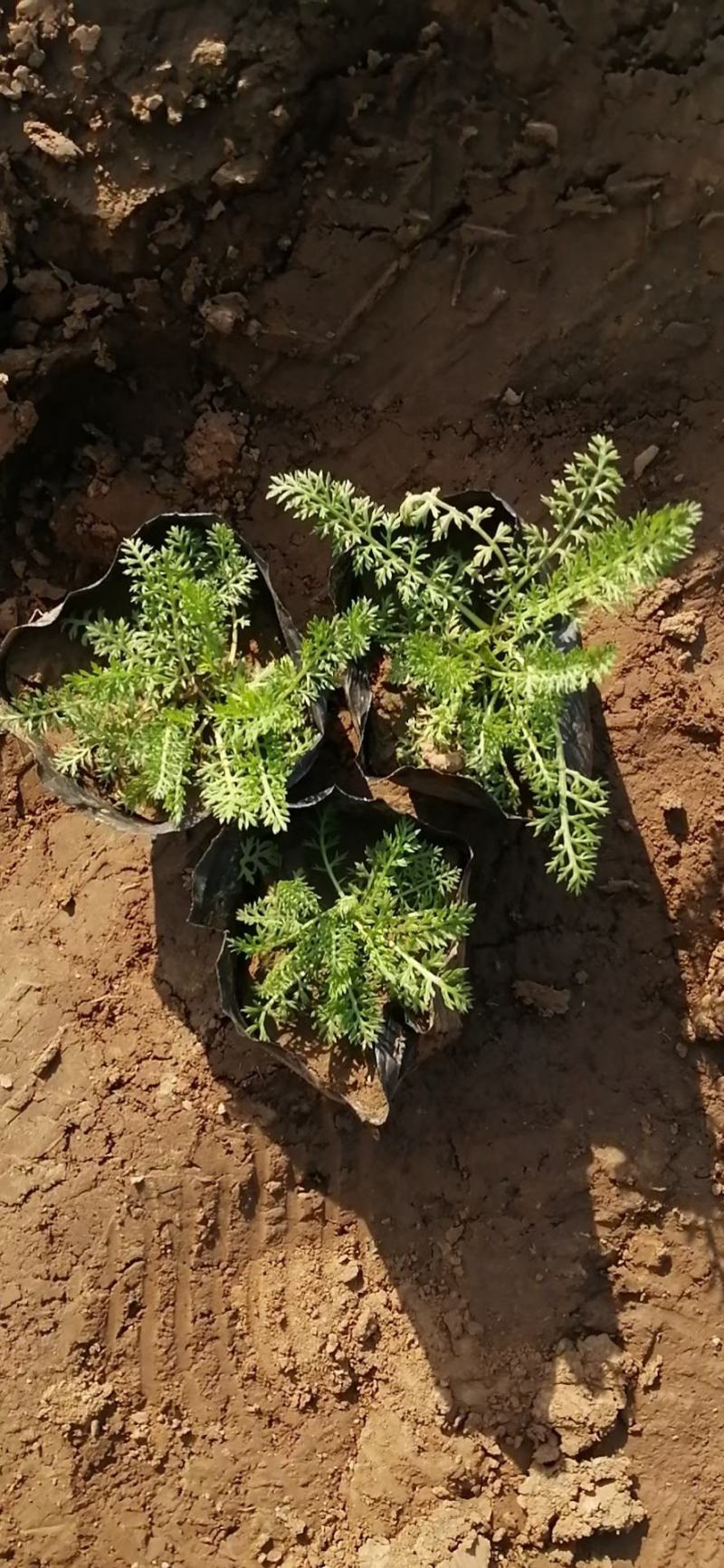 千叶蓍草，基地直销，蓍草，常年供应各种绿化苗木。