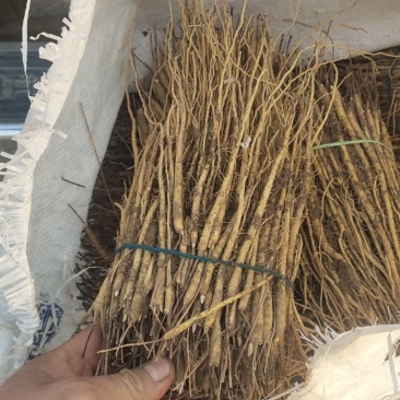 黄芩苗，黄芩种植，山东黄芩，黄芩育苗基地，中药材育苗基地