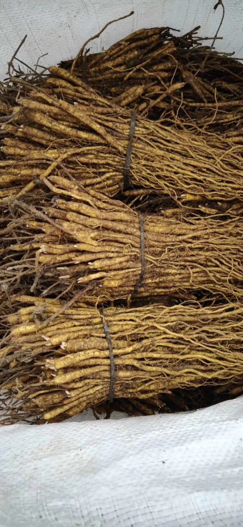 黄芩苗，黄芩种植，山东黄芩，黄芩育苗基地，中药材育苗基地