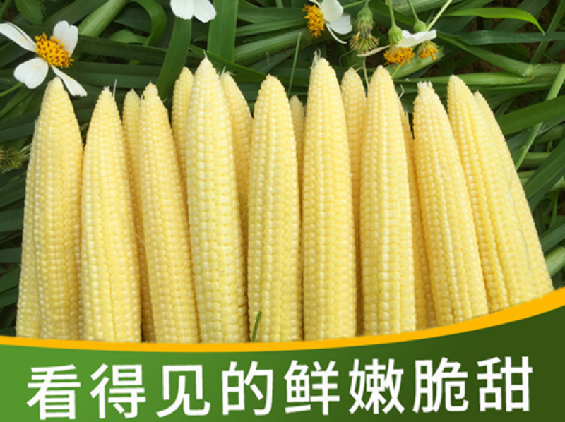 水果玉米笋玉米芯小玉米籽新笋心玉米须即食蔬菜寿司沙拉包邮