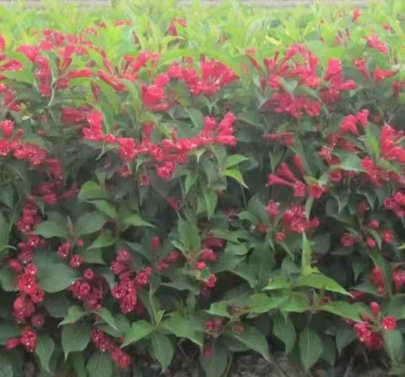 五彩锦带红王子锦带花【速生生长速度快】成活率高