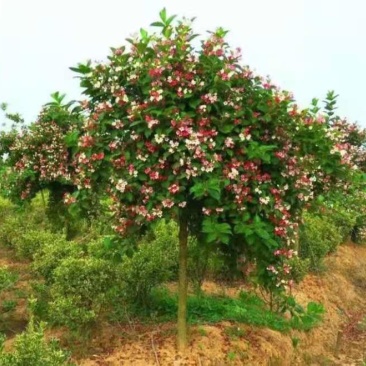 五彩锦带红王子锦带花【速生生长速度快】成活率高