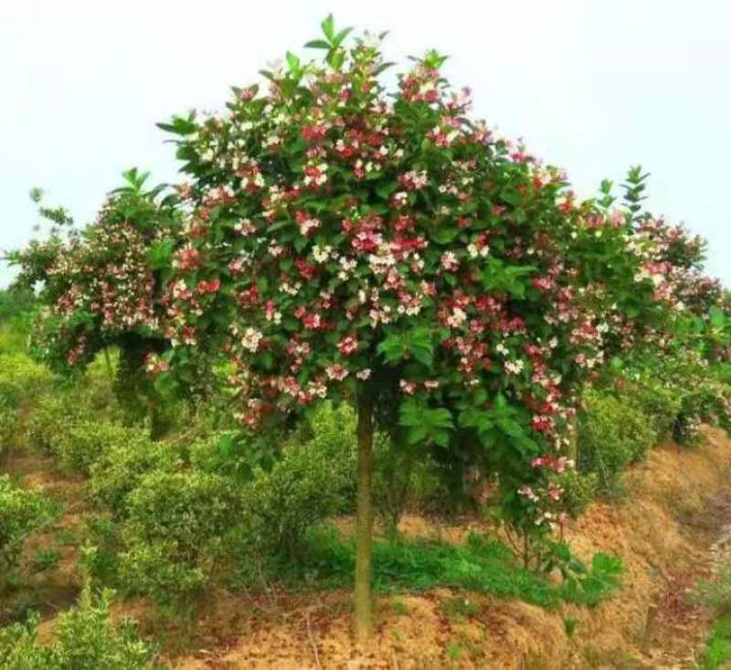 五彩锦带红王子锦带花【速生生长速度快】成活率高