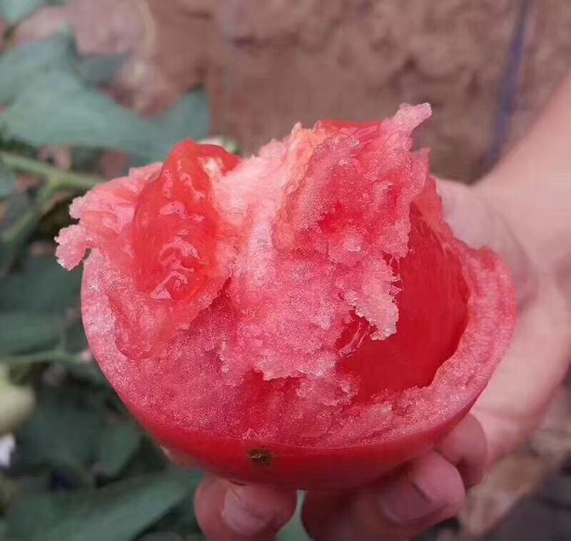 西红柿，沙漠里的沙嚷西红柿