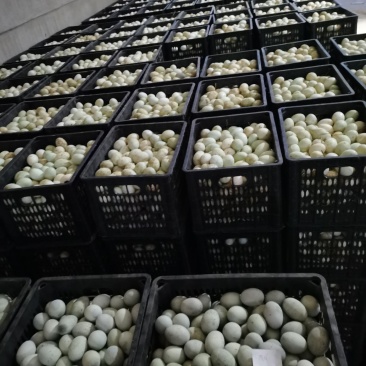 新鲜鸭蛋长期批发，旅销礼品！市场批发！量大，便宜