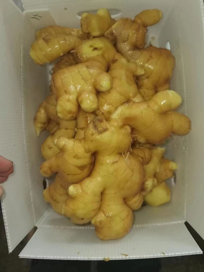 山东大黄姜批发价格生姜批发基地