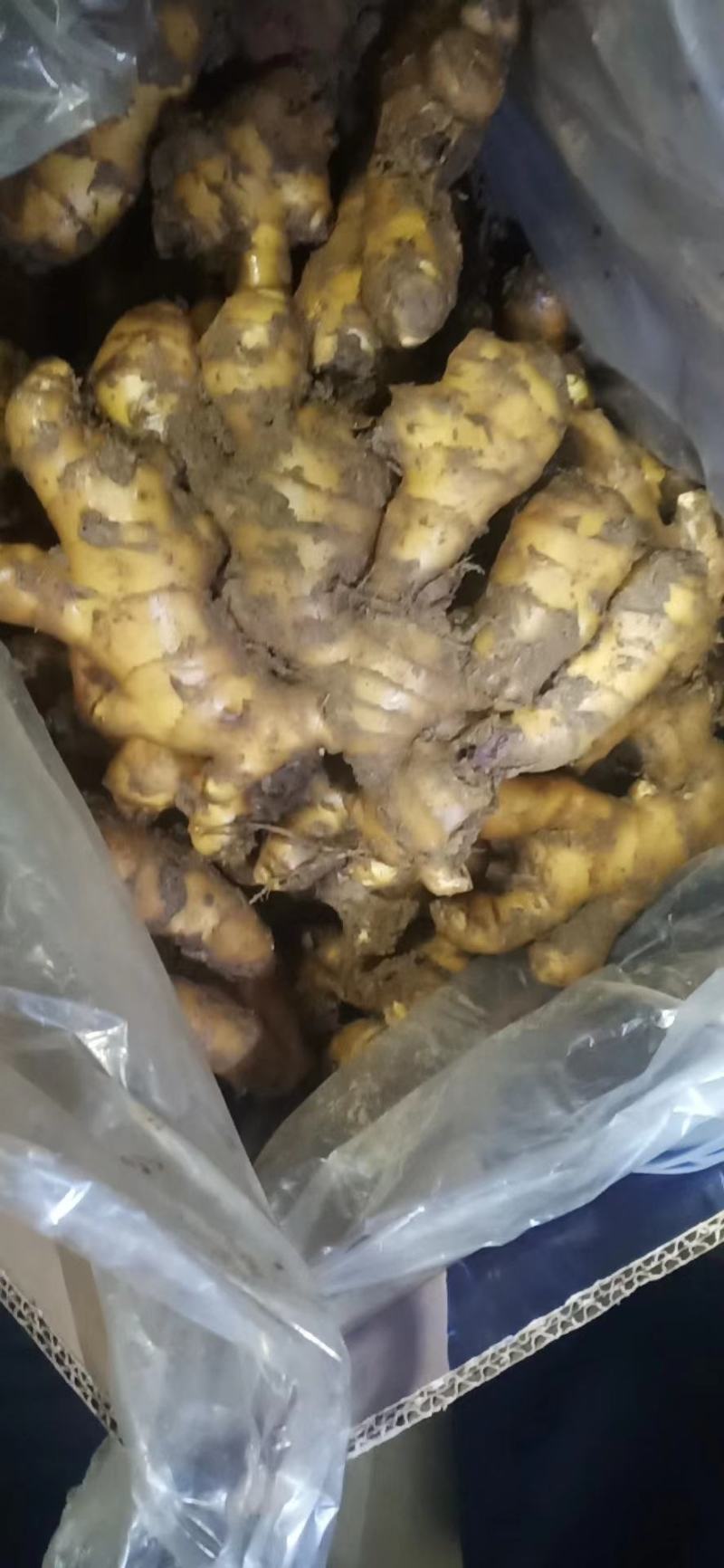 山东大黄姜批发价格生姜批发基地