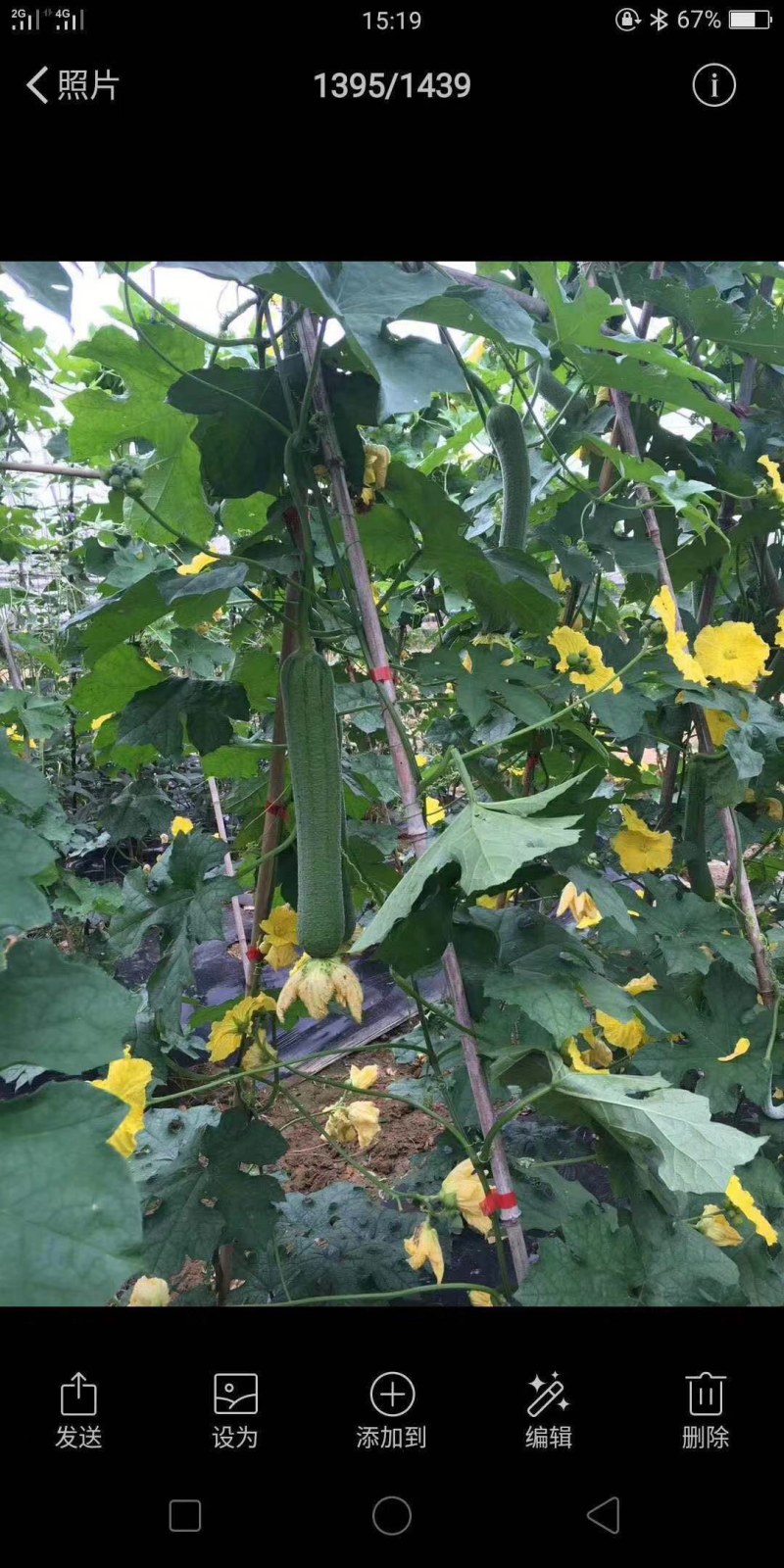 丝瓜种子中棒节节有瓜高产硬度好