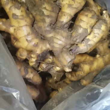 生姜价格山东生姜大黄姜批发价格