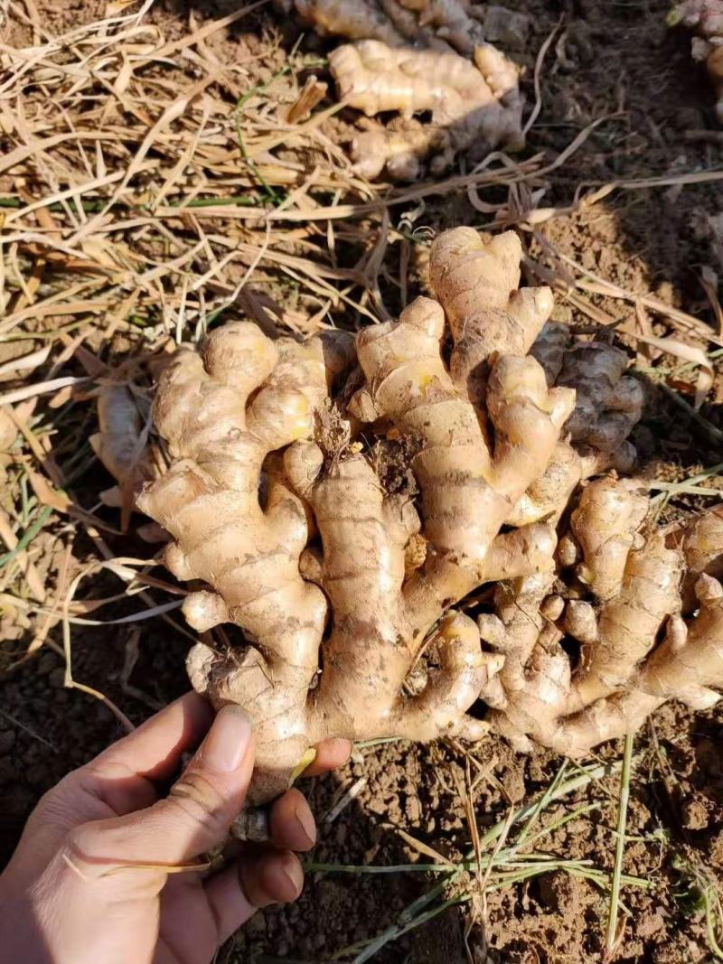 生姜价格山东生姜大黄姜批发价格