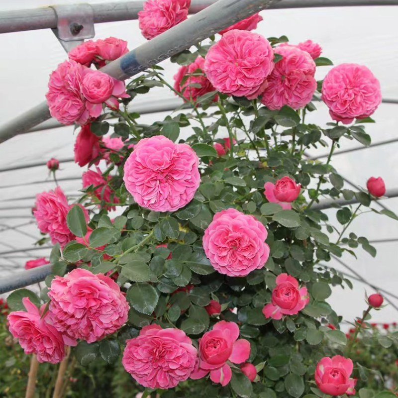 蔷薇花苗藤本月季大花浓香庭院爬藤植物花卉盆栽阳台