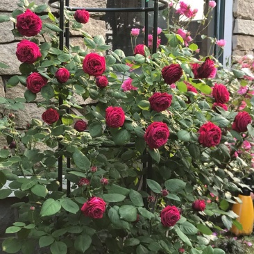 蔷薇花苗藤本月季大花浓香庭院爬藤植物花卉盆栽阳台