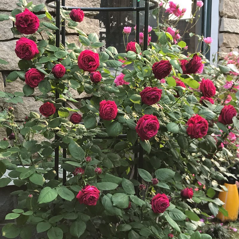 蔷薇花苗藤本月季大花浓香庭院爬藤植物花卉盆栽阳台
