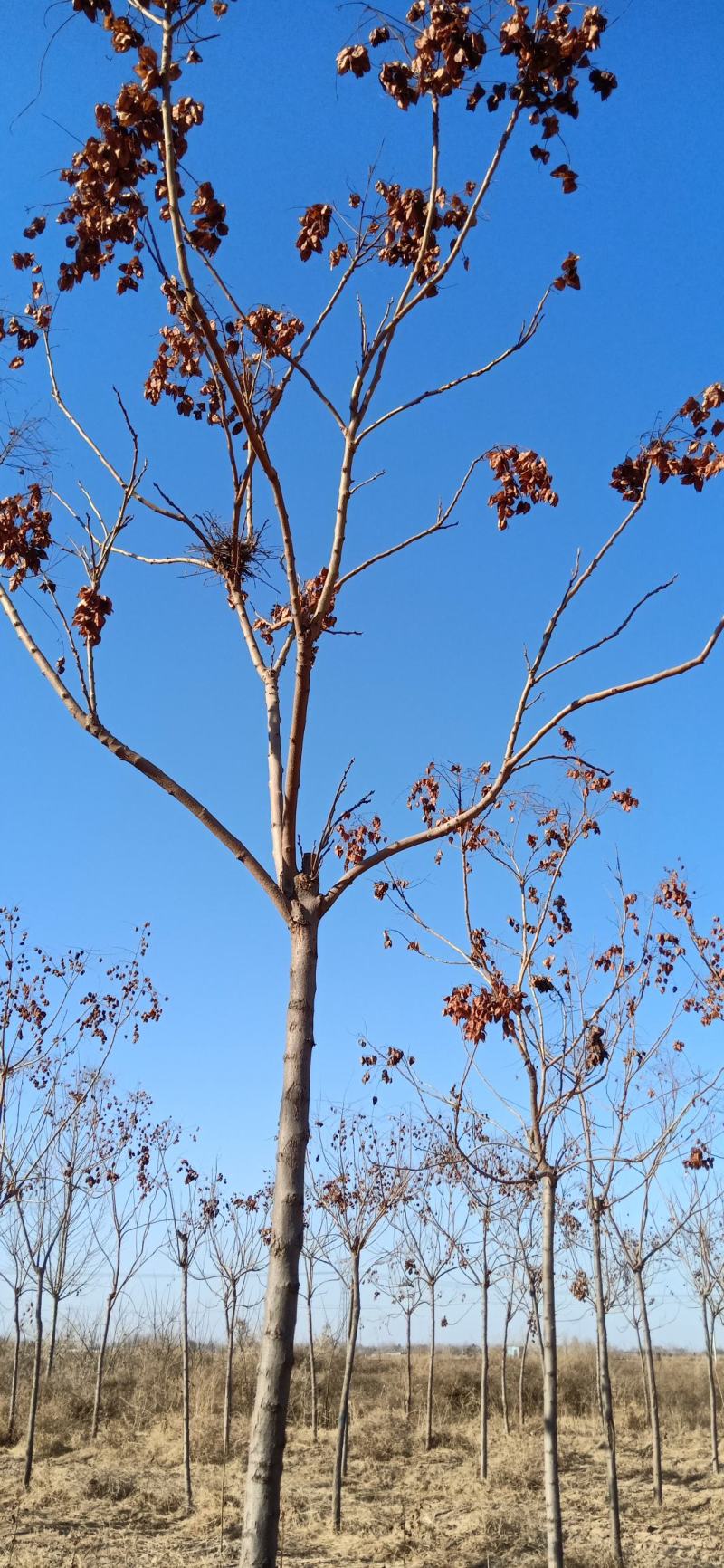 栾树苗北京栾树南栾北栾园林绿化苗木行道树苗栾树小苗占地