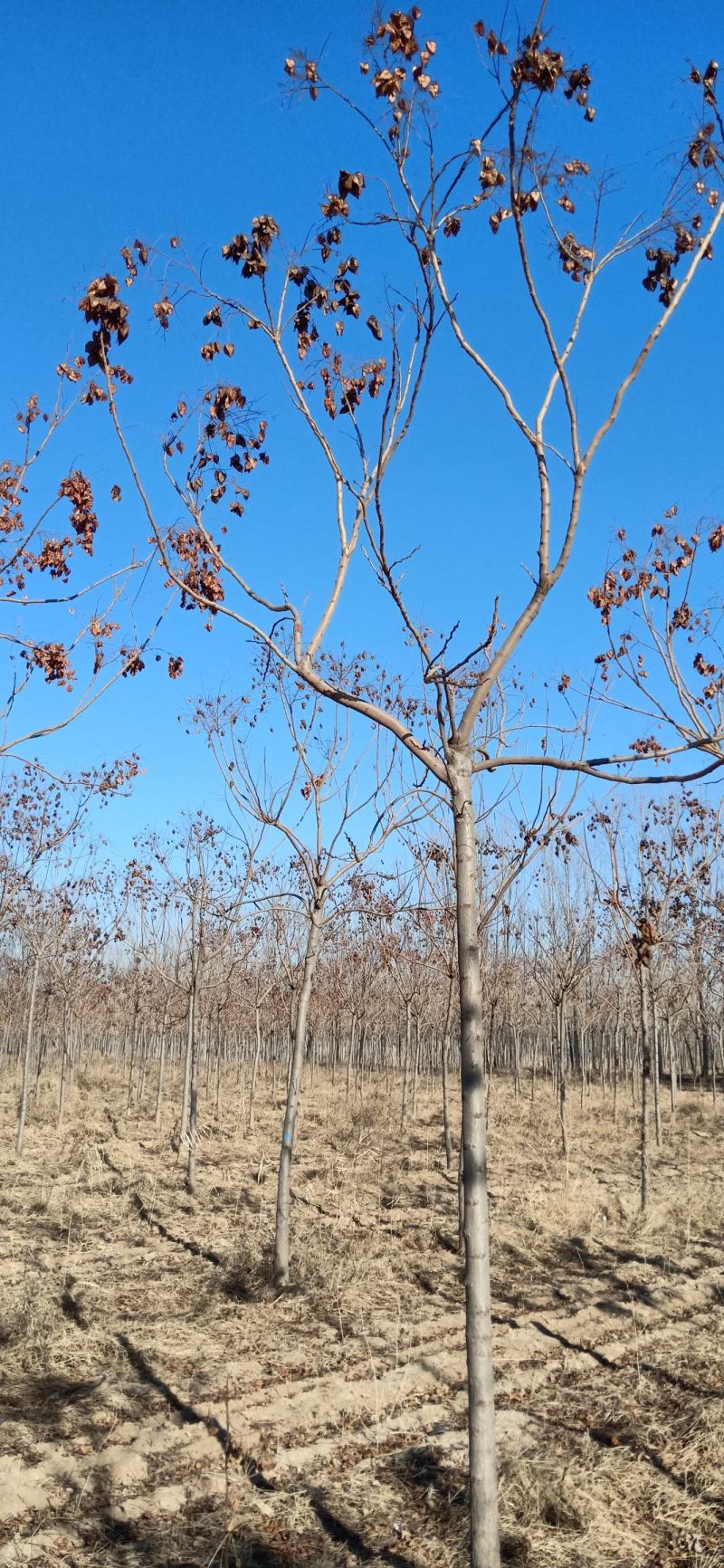 栾树苗北京栾树南栾北栾园林绿化苗木行道树苗栾树小苗占地