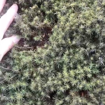 野外苔藓石菖蒲野生小笋干等！