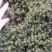 野外苔藓石菖蒲野生小笋干等！