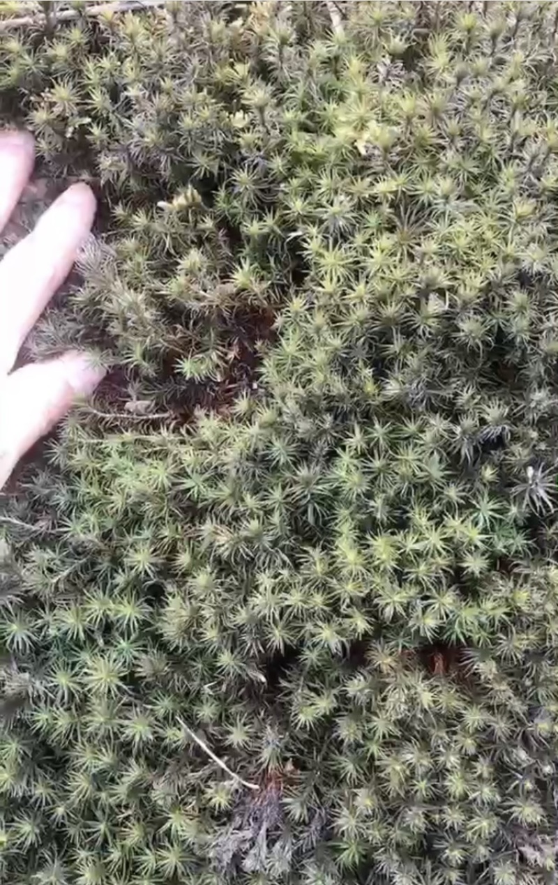 野外苔藓石菖蒲野生小笋干等！