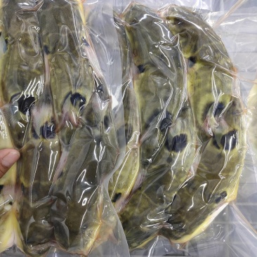 河豚鱼暗纹河豚鱼杀好去脏半斤左右一条证件齐全