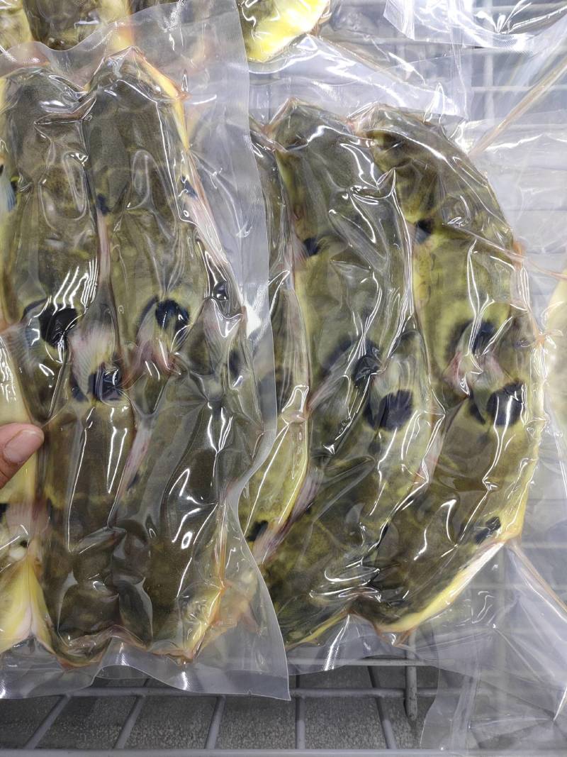 河豚鱼暗纹河豚鱼杀好去脏半斤左右一条证件齐全