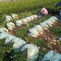 油茶树苗【二年小杯苗】湘林系列嫁接高产油茶苗