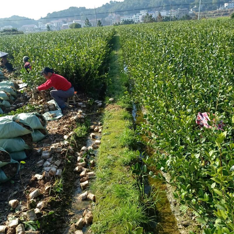 油茶树苗【二年小杯苗】湘林系列嫁接高产油茶苗