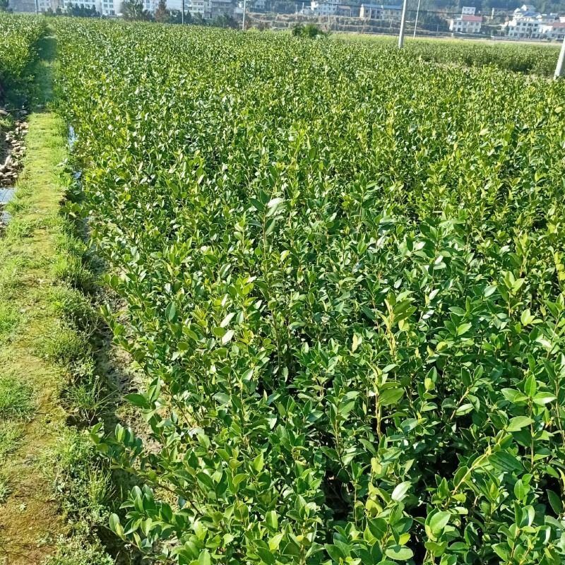 油茶树苗【二年小杯苗】湘林系列嫁接高产油茶苗
