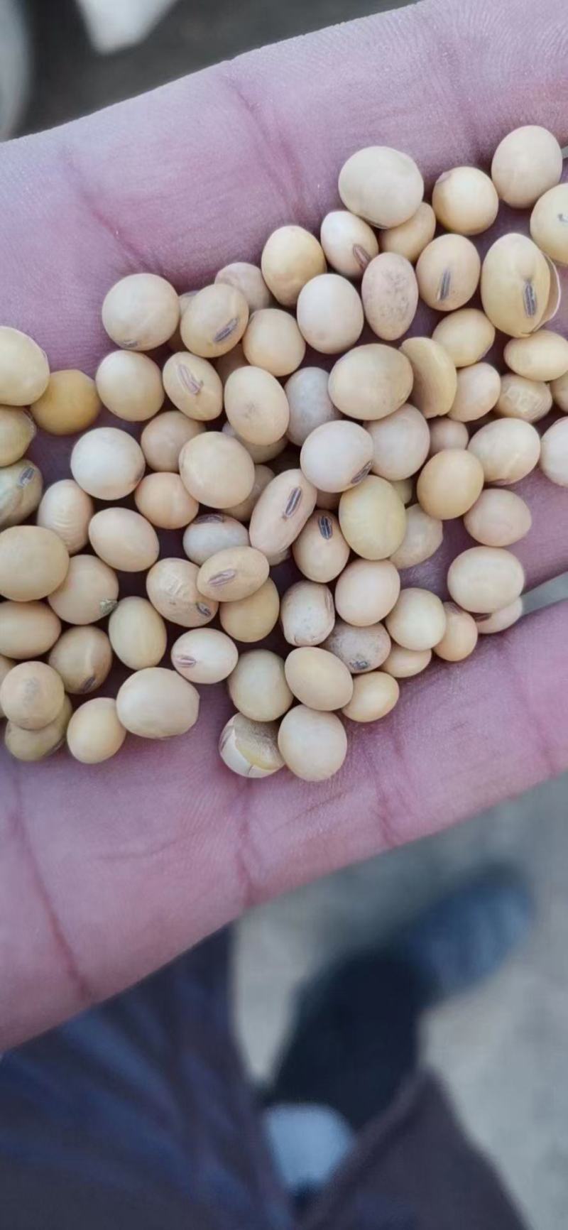 黄大豆安徽大豆进口美湾豆美湾豆瓣价格低质量好欢