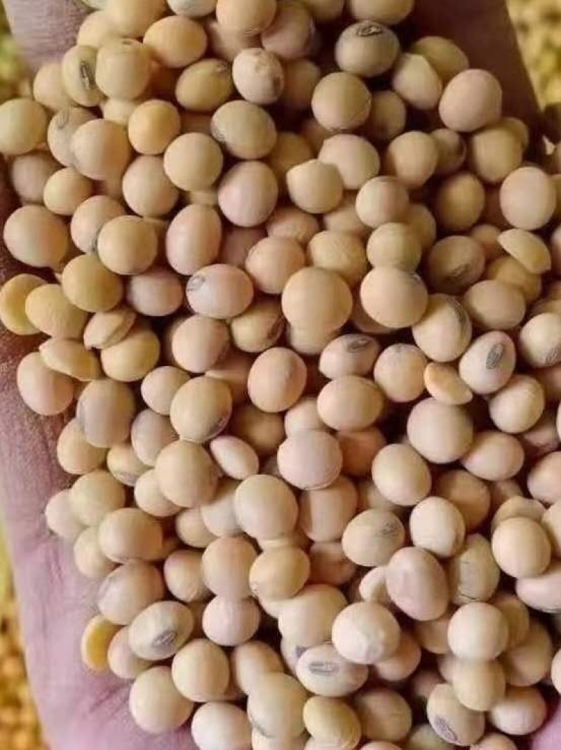 黄大豆安徽大豆进口美湾豆美湾豆瓣价格低质量好欢