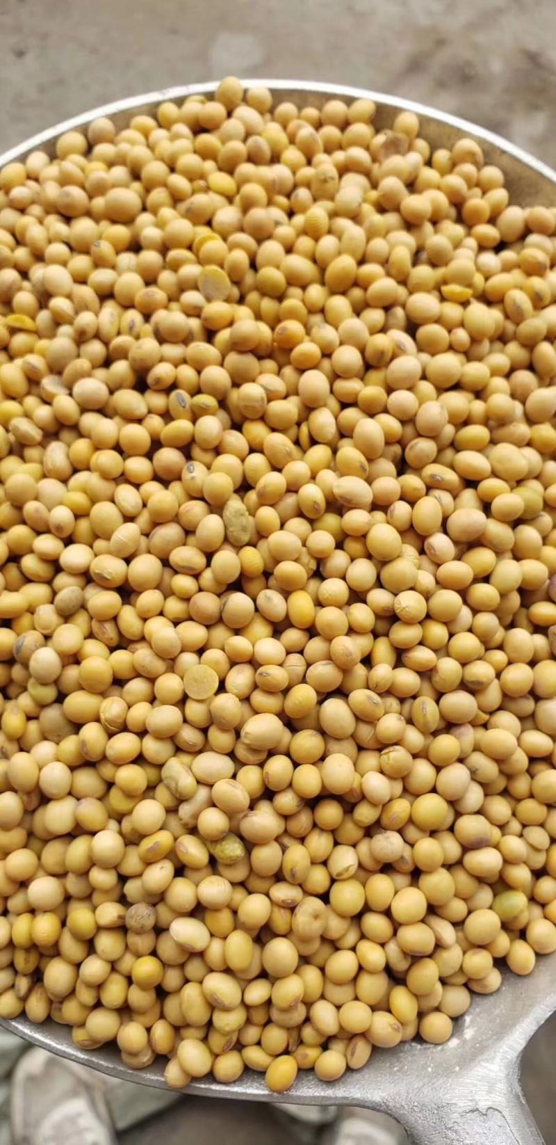 黄大豆安徽大豆进口美湾豆美湾豆瓣价格低质量好欢