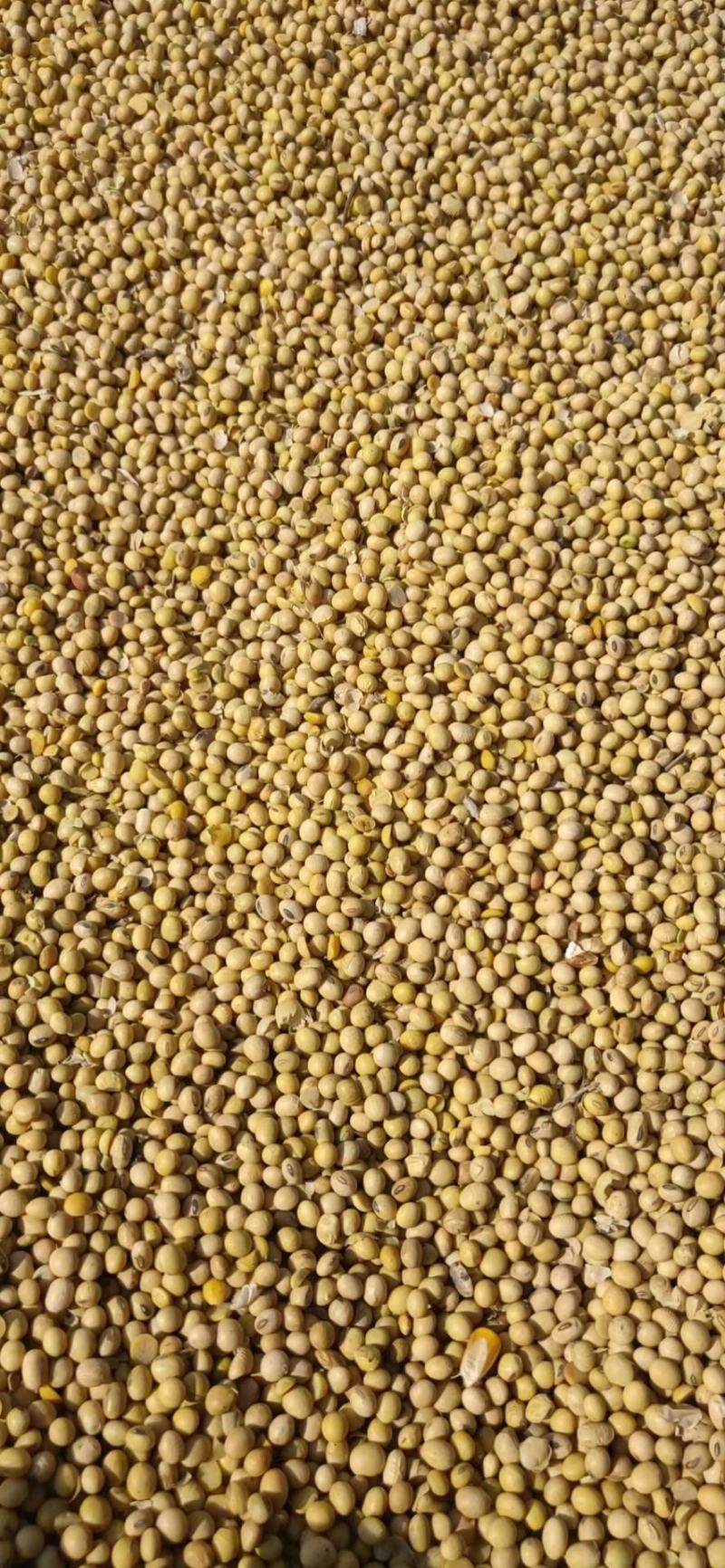 黄大豆安徽大豆进口美湾豆美湾豆瓣价格低质量好欢