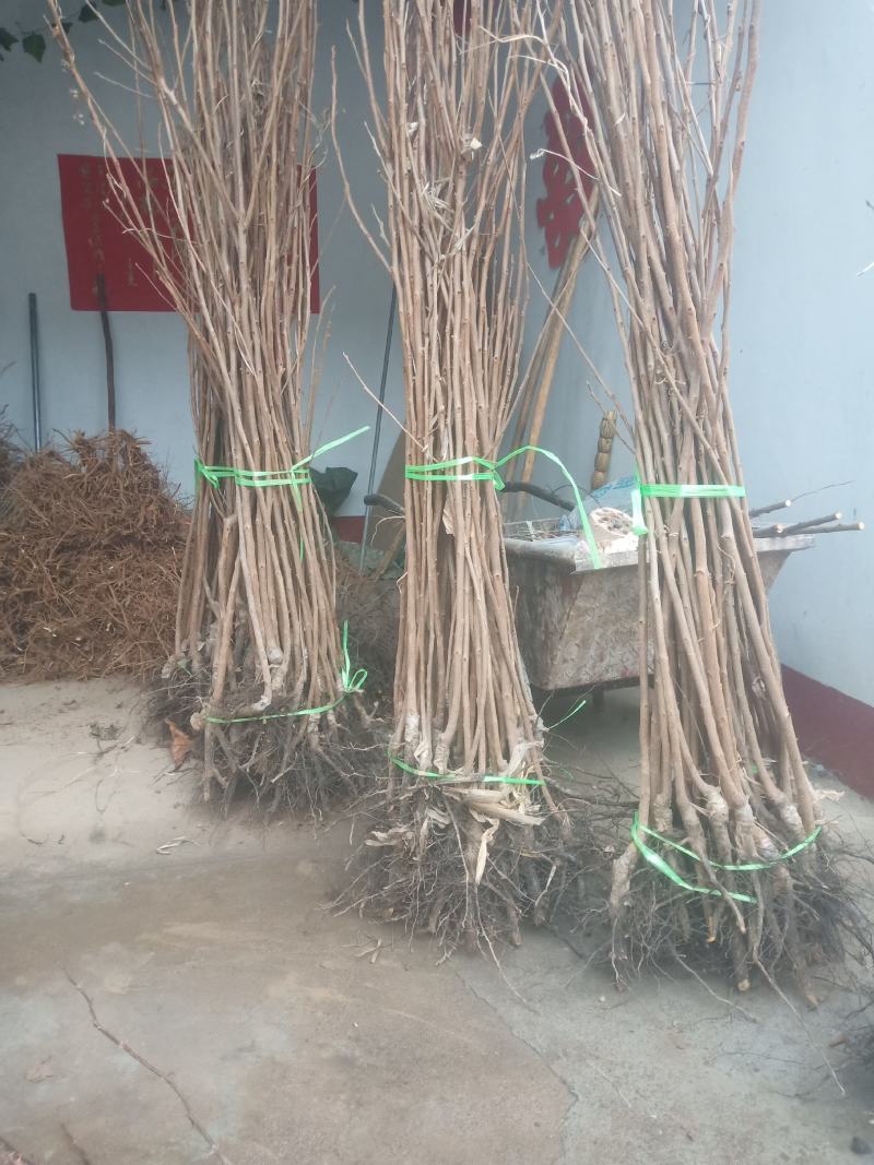 甜柿子苗，阳丰水果柿子甜脆硬度好，新品种，1+15公分