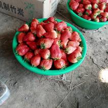 邳州港上万亩草莓基地产地直发，量大从优，诚信经营可视频