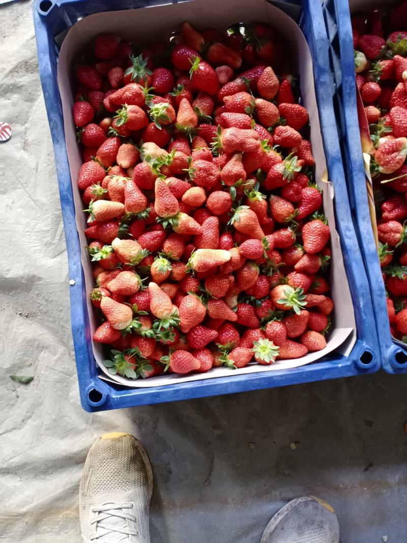 邳州港上万亩草莓基地产地直发，量大从优，诚信经营可视频看货