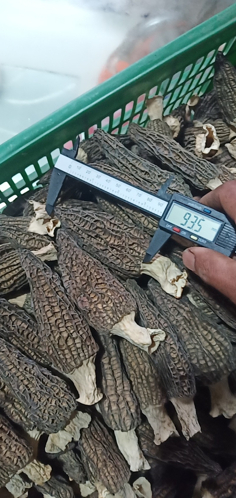 8910公分羊肚菌（鲜货干货）
