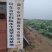 雪莲藕种，纯藕种，原种，高产量，负责建造管理，销售，包产