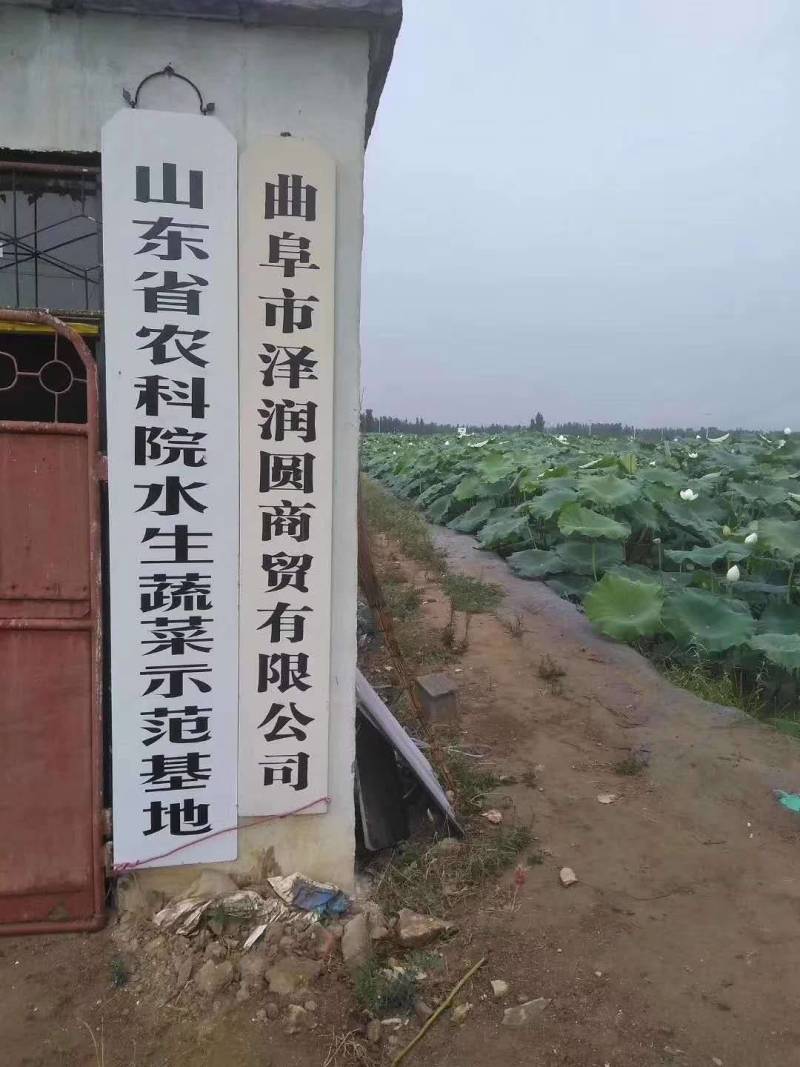 雪莲藕种，纯藕种，原种，高产量，负责建造管理，销售，包产