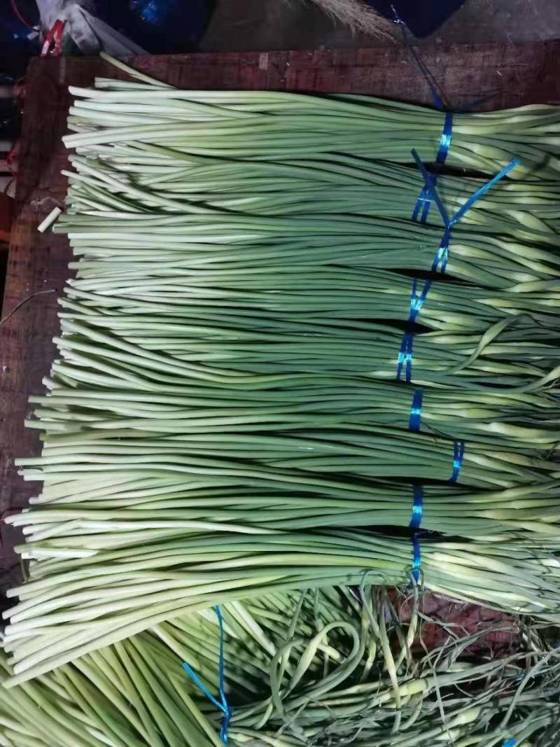 山东金乡本地蒜苔白袍加工中，一手货源，发全国市场