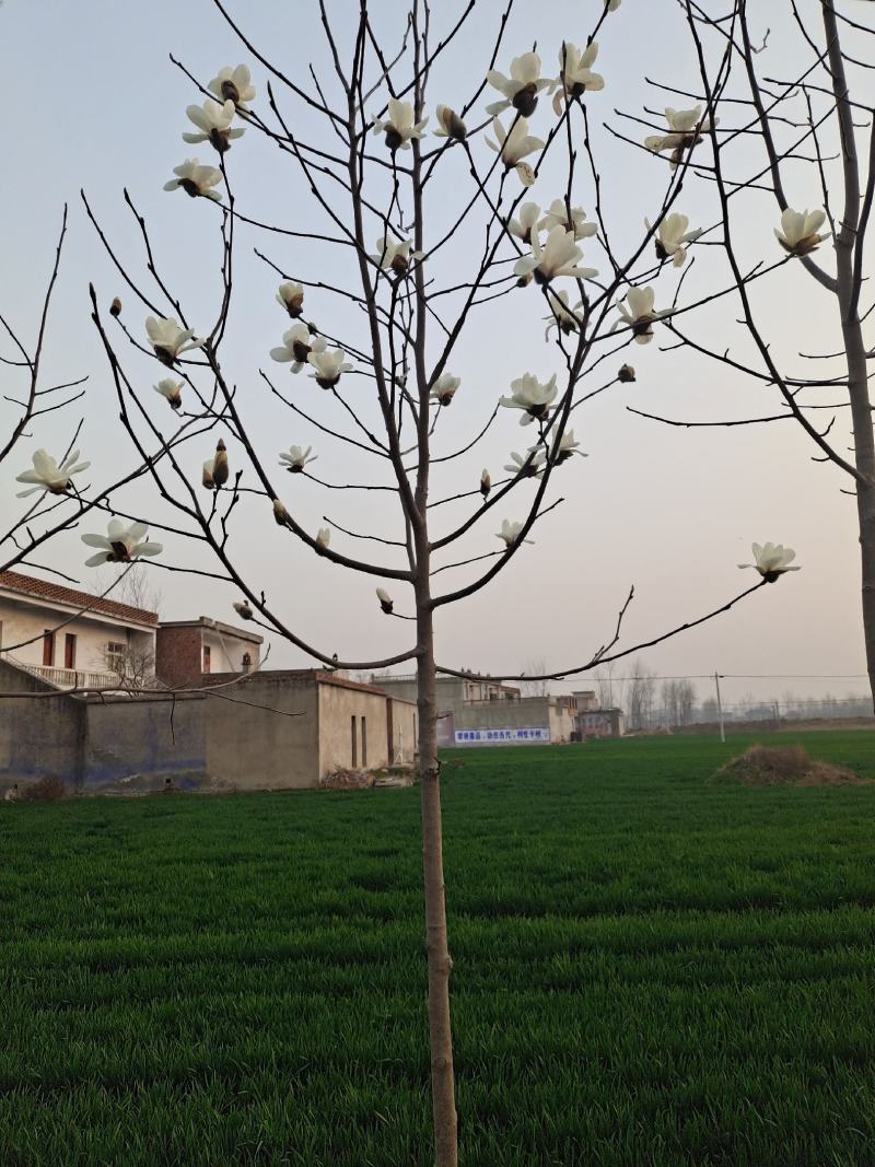 自家种植白玉兰5/12公分，树形漂亮价格美丽，货量充足