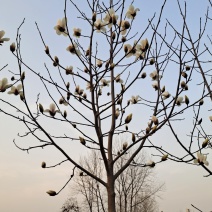 自家种植白玉兰5/12公分，树形漂亮价格美丽，货量充足