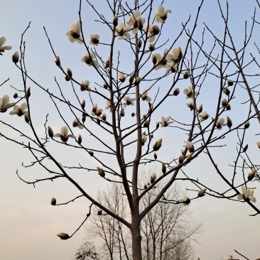 自家种植白玉兰5/12公分，树形漂亮价格美丽，货量充足