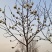 自家种植白玉兰5/12公分，树形漂亮价格美丽，货量充足