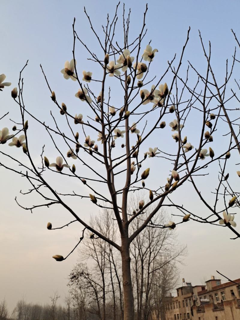 自家种植白玉兰5/12公分，树形漂亮价格美丽，货量充足