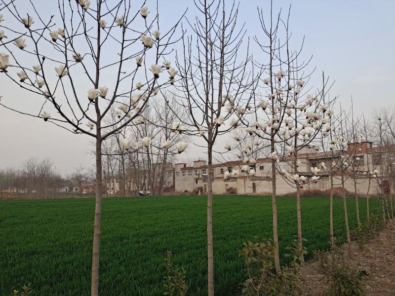 自家种植白玉兰5/12公分，树形漂亮价格美丽，货量充足